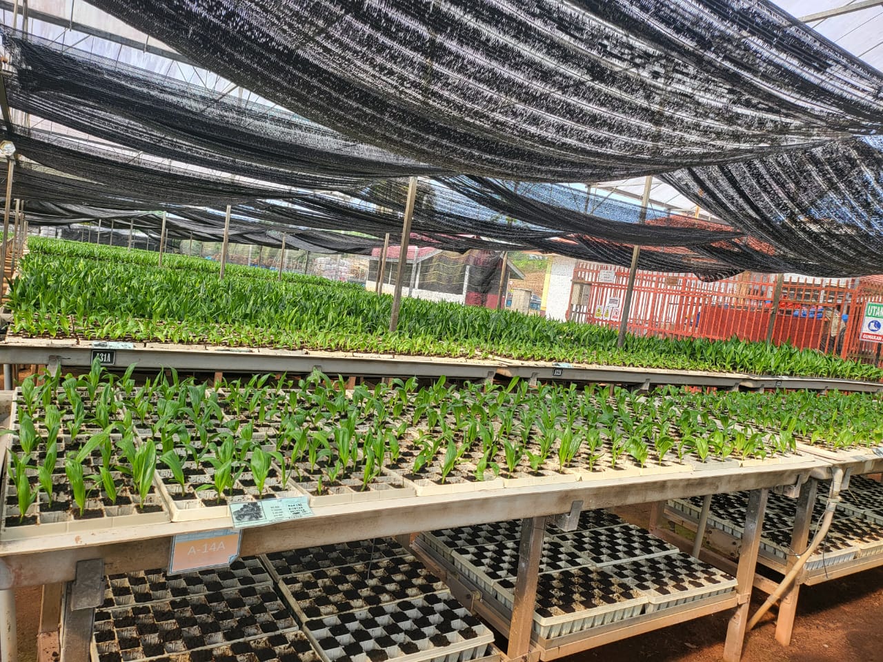 Tour of Oil Plantation